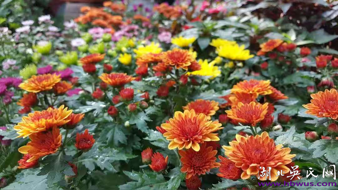 吴大升：烈士垂千古 金韵扬九州